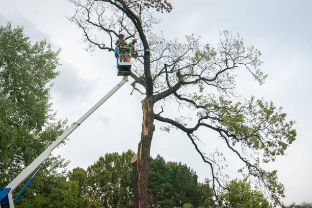 Reliable Rush Springs, OK Tree Services Solutions